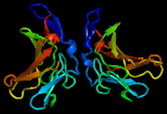 potentially insulin-like growth factor-2 mediated effects {faces}